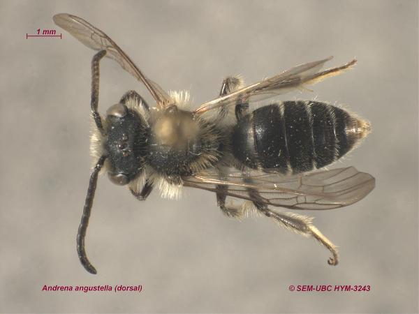 Photo of Andrena angustella by Spencer Entomological Museum